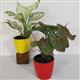 PACK OF 2 INDOOR PLANTS 