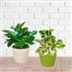 PACK OF 2 INDOOR PLANTS  