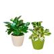 PACK OF 2 INDOOR PLANTS  