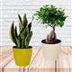 PACK OF 2 INDOOR PLANTS  