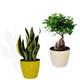 PACK OF 2 INDOOR PLANTS  