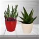 PACK OF 2 CACTUS PLANTS  