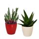 PACK OF 2 CACTUS PLANTS  