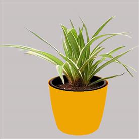 CHLOROPHYTUM, SPIDER 