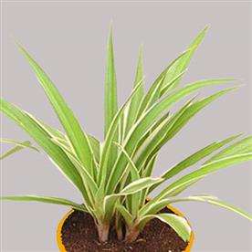 CHLOROPHYTUM, SPIDER 
