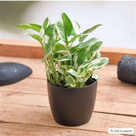 MONEY PLANT MARBLE PRINCE, SCINDAPSUS N JOY 