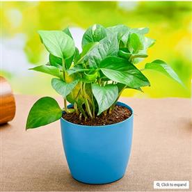 MONEY PLANT, SCINDAPSUS (GREEN) 