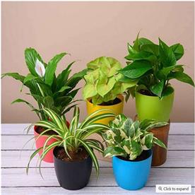 TOP 5 POLLUTION KILLER PLANTS PACK 