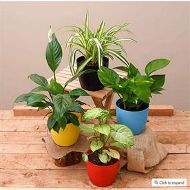 BEST 4 PLANTS TO KILL INDOOR POLLUTION  