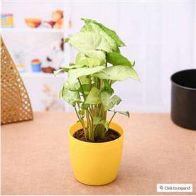 SYNGONIUM GREEN 