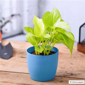 MONEY PLANT GOLDEN, SCINDAPSUS GOLDEN  