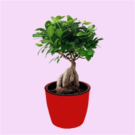 FICUS BONSAI 