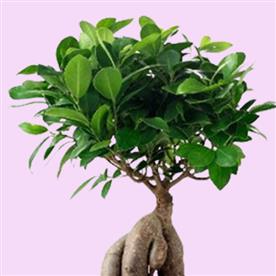 FICUS BONSAI 