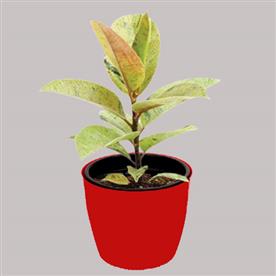 RUBBER TREE, RUBBER PLANT, FICUS ELASTICA (SMALL) 