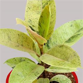 RUBBER TREE, RUBBER PLANT, FICUS ELASTICA (SMALL) 