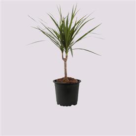 MARGINATA (DRACAENA MARGINATA) 