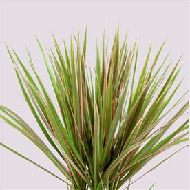 MARGINATA (DRACAENA MARGINATA) 