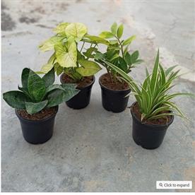 SET OF 4 EVERGREEN AIR PURIFIER PLANT PACK 