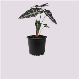 ALOCASIA HYBRID 