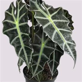ALOCASIA HYBRID 