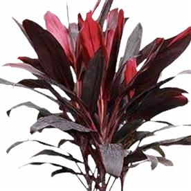 DRACAENA MYSORE RUBY, DRACAENA BABY DOLL 