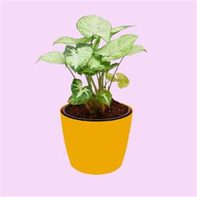 SYNGONIUM VARIEGATED 