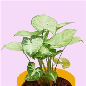 SYNGONIUM VARIEGATED 
