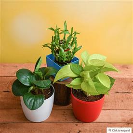 SET OF 3 SMALL PLANTS FOR LUCK 