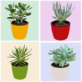 TOP 4 DIE HARD SUCCULENTS PACK 