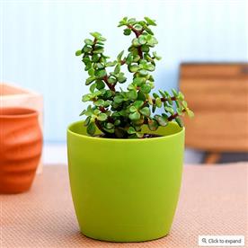 ELEPHANT BUSH, PORTULACARIA AFRA, JADE PLANT (GREEN) - SUCCULENT PLANT 