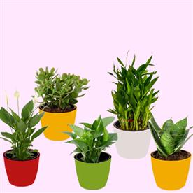 TOP 5 PLANTS TO ATTRACT MONEY 