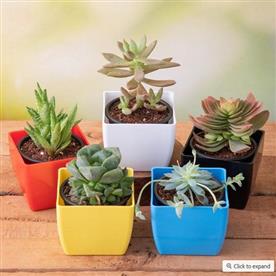 TOP 5 CUTE SUCCULENTS 