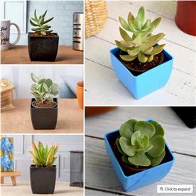 TOP 5 EASY SUCCULENT PACK 