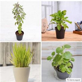 TOP 4 PLANTS FOR HEALTHY HOMES 