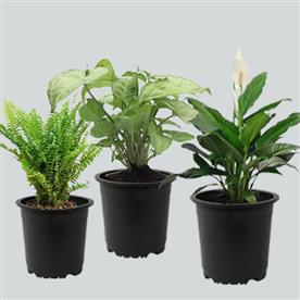 BEST 3 INDOOR POLLUTION KILLER PLANTS PACK 