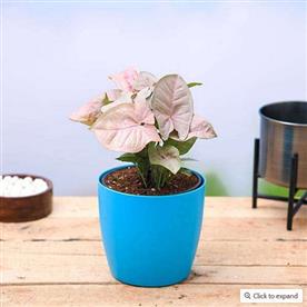 SYNGONIUM (PINK)     