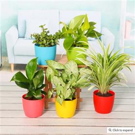 PLANT PACK FOR HEALTHY HOME-OFFICE 