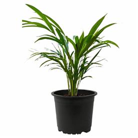 ARECA PALM 