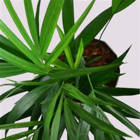 ARECA PALM 