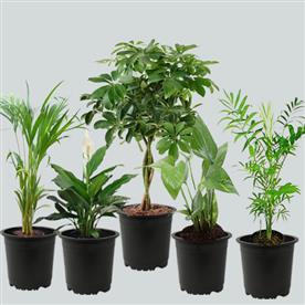 NASA TOP 5 INDOOR PLANTS FOR OXYGEN 