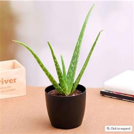 ALOE VERA - SUCCULENT PLANT  