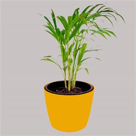 ARECA PALM (SMALL)  