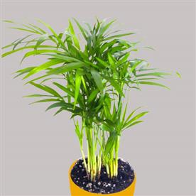 ARECA PALM (SMALL)  