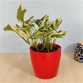 MONEY PLANT MARBLE PRINCE, SCINDAPSUS N JOY 