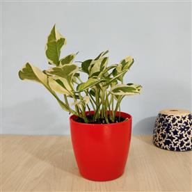 MONEY PLANT MARBLE PRINCE, SCINDAPSUS N JOY 