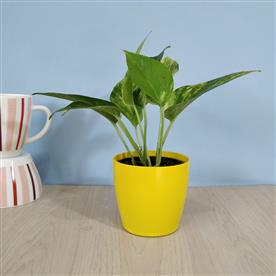 MONEY PLANT, SCINDAPSUS (GREEN) 
