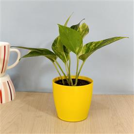 MONEY PLANT, SCINDAPSUS (GREEN) 