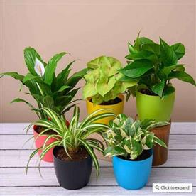 TOP 5 POLLUTION KILLER PLANTS PACK 
