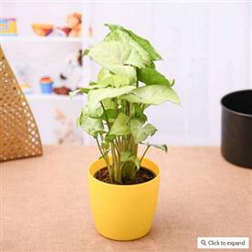 SYNGONIUM GREEN  
