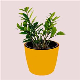 ZAMIOCULCAS ZAMIIFOLIA, ZZ PLANT  
